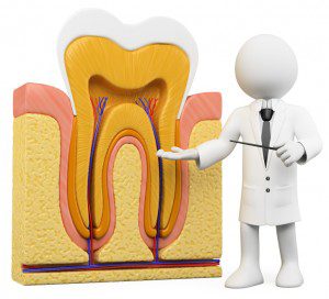 dentist with tooth section